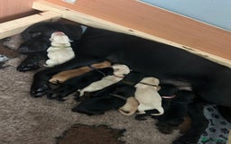 Labrador Retriever dogs for sale: 10 Beautiful Labradors ready to be reserved - Image 1