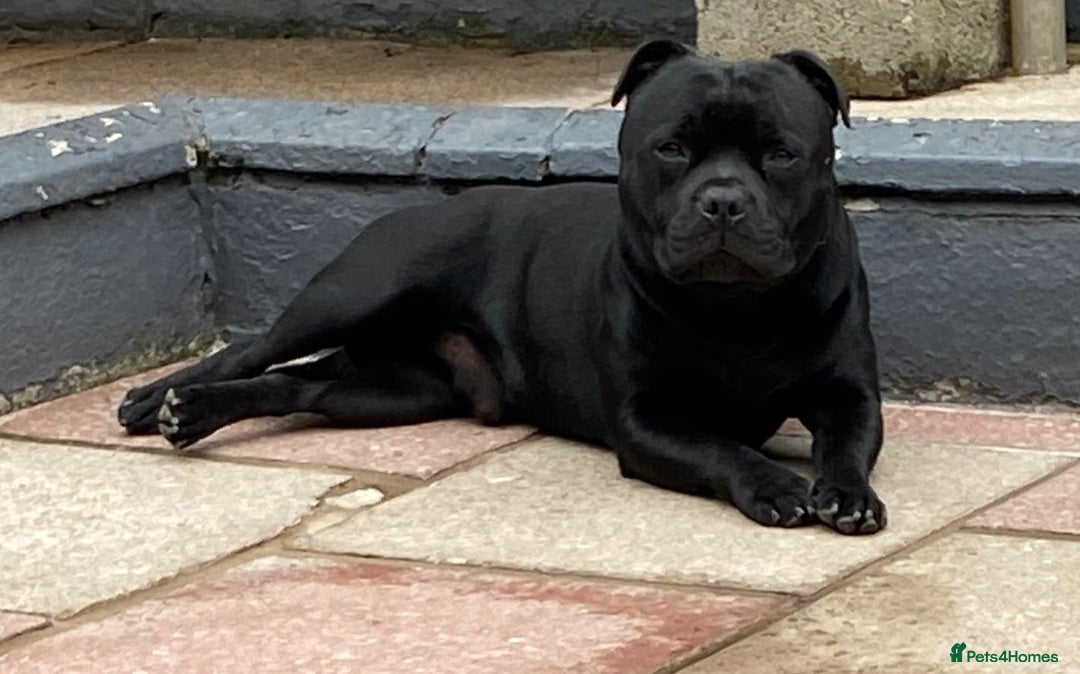 Staffordshire Bull Terrier dogs for sale: Stunning litter of black kc staffordshire bull's   - Advert 9
