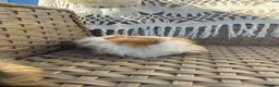 Guinea Pig rodents for sale: 2 very pretty female guinea pigs  - Advert 8