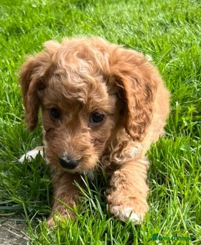 Cockapoo dogs LAST ONE!! 11 week old F2 Cockerpoo  - Advert 1