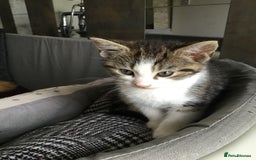 British Shorthair cats for sale: Little Tabby Kitten  - Image 3