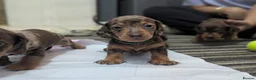 Dachshund dogs for sale: Gorgeous Smooth-Haired Dachshund Puppies - Advert 6