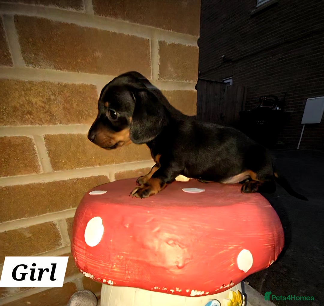 Miniature Dachshund dogs for sale: Kc registered quality mini dachshund puppies - Image 10