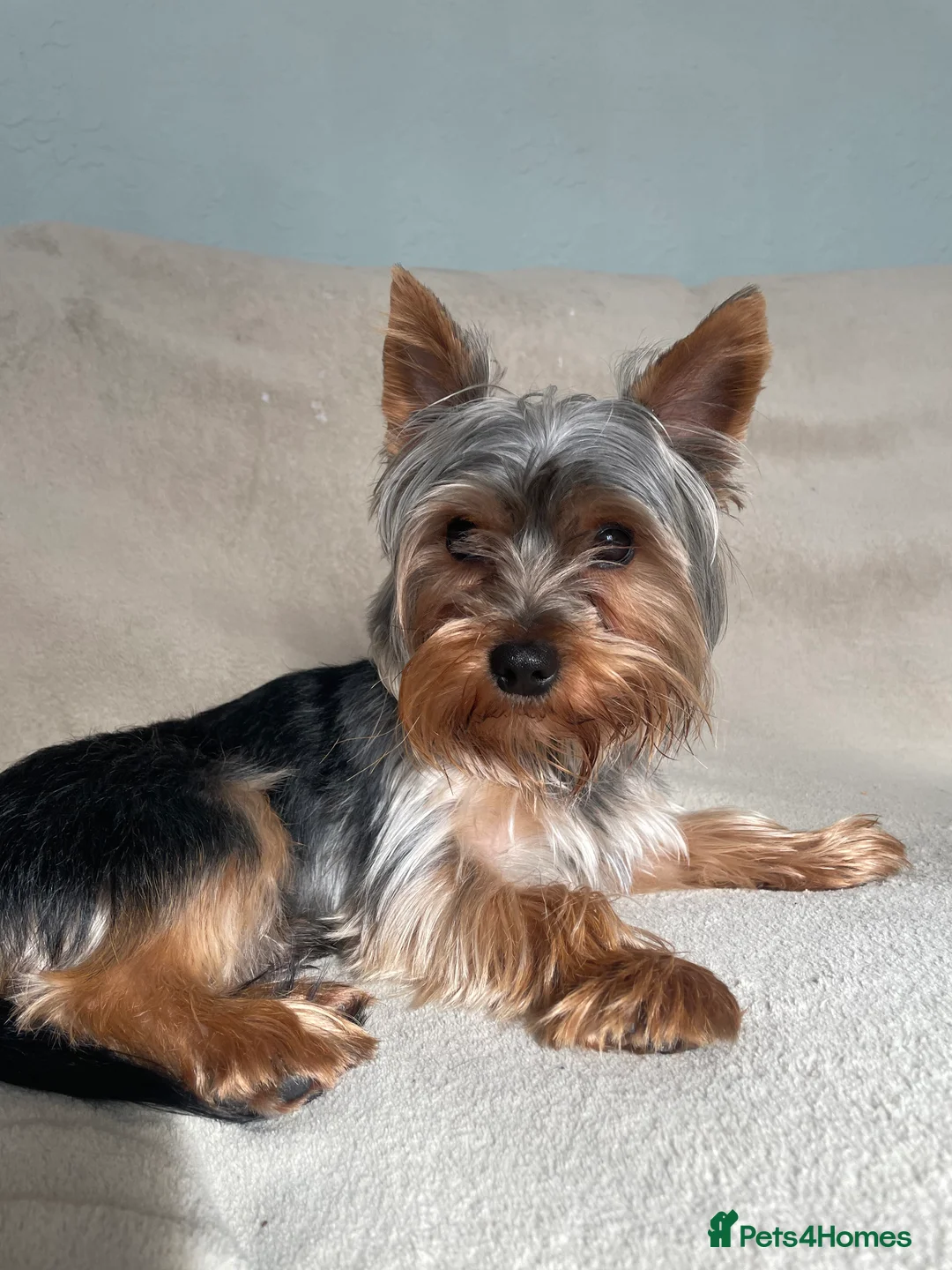 Yorkshire Terrier dogs for stud: HANDSOME SMALL YORKIE BOY FOR STUD in Dudley - Advert 5
