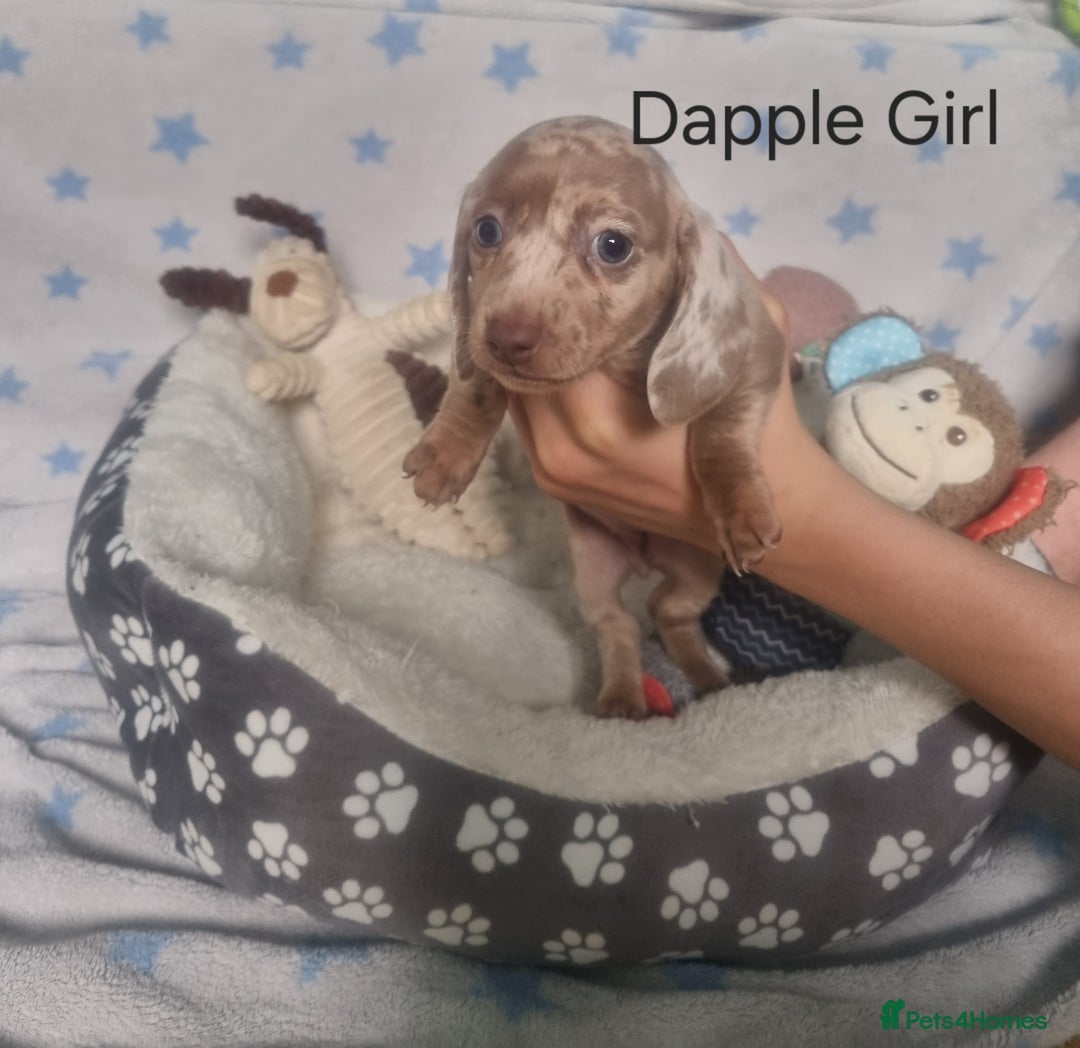 Miniature Dachshund dogs for sale: Stunning Miniature Dachshund Puppies - Image 11