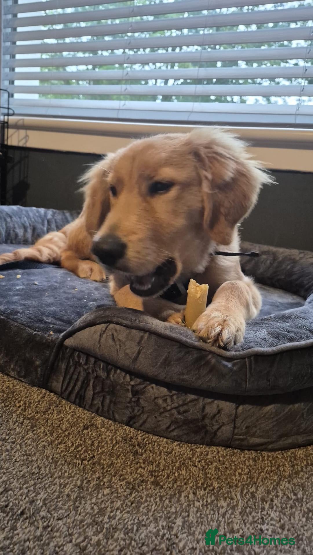 Mixed Breed dogs 5 month old border retreiver  - Advert 2