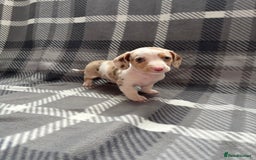 Dachshund dogs for sale: LAST 2 READY NOW Dachshund Puppies (1F, 1M) - Image 16