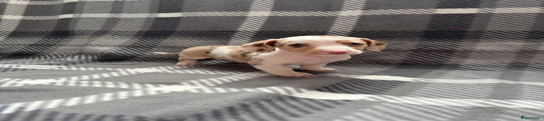 Beryl - Puppy 1