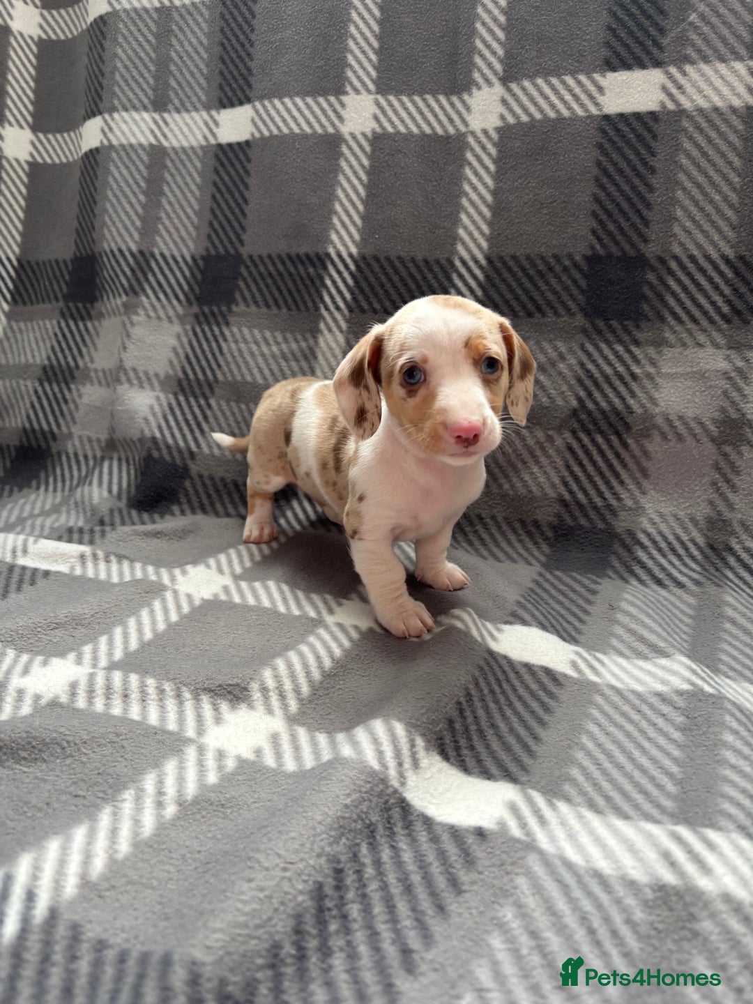 Dachshund dogs for sale: LAST 2 READY NOW Dachshund Puppies (1F, 1M) - Image 16