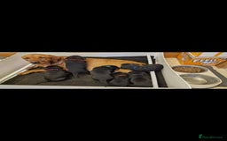 Labrador Retriever dogs for sale: KC Reg Labrador Puppies - Therapy Dog Mum - Image 7
