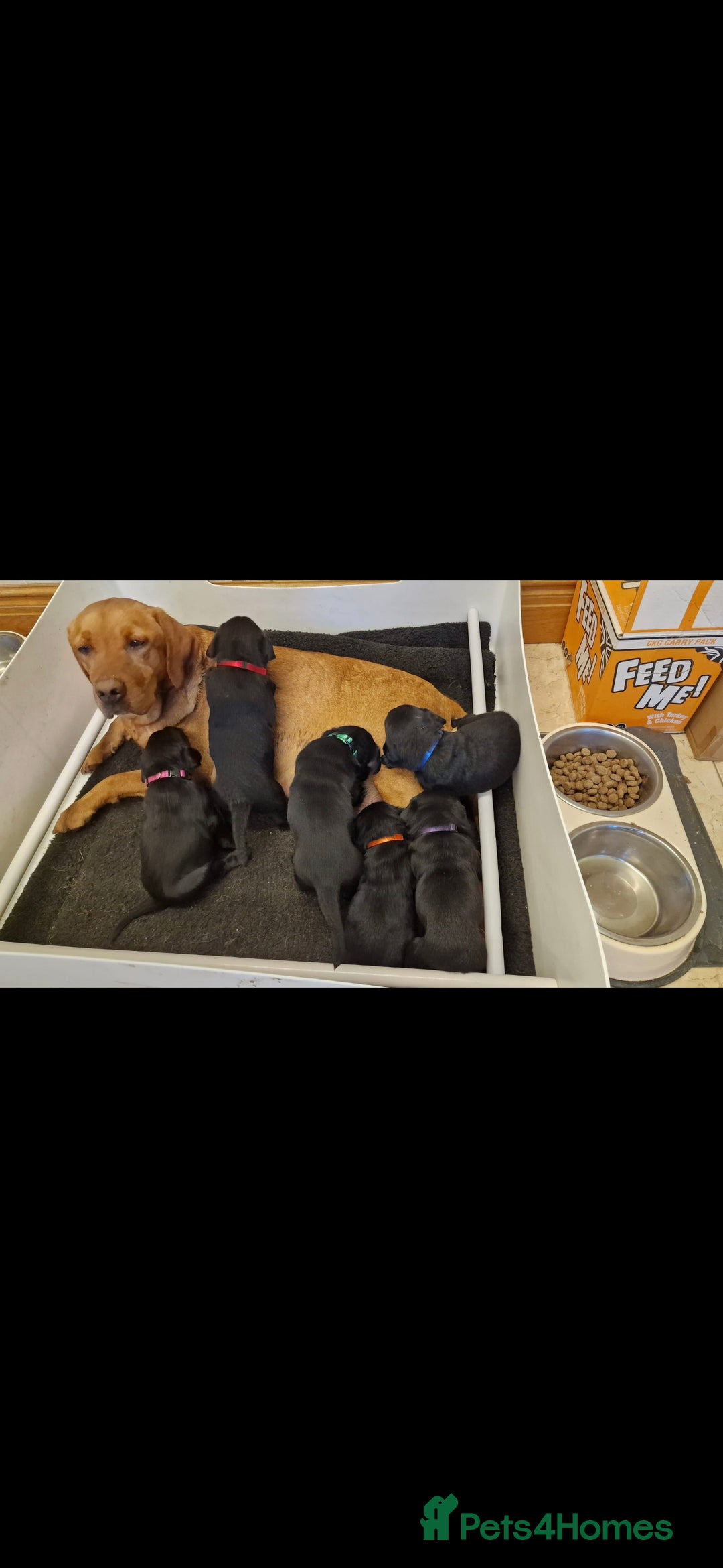 Labrador Retriever dogs for sale: KC Reg Labrador Puppies - Therapy Dog Mum - Image 7