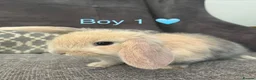 Mini Lop rabbits for sale: Mini lop bunnies for sale - Advert 2