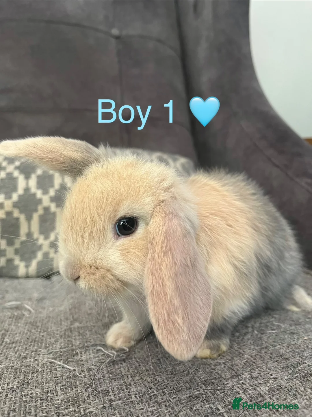 Mini Lop rabbits for sale: Mini lop bunnies for sale - Advert 2