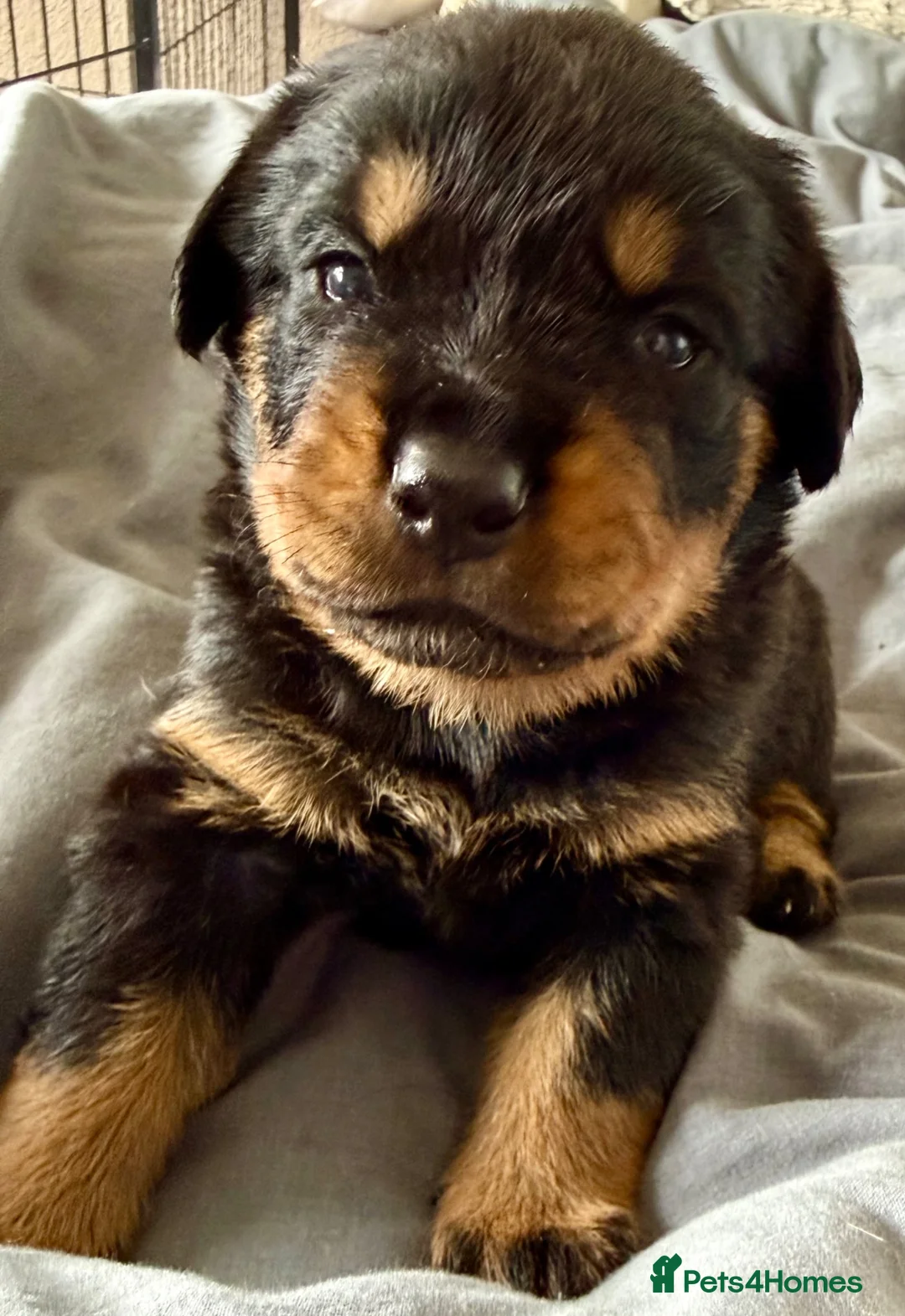 Rottweiler dogs for sale: 2 Gorgeous full pedigree Rottweiler puppies left  - Advert 37