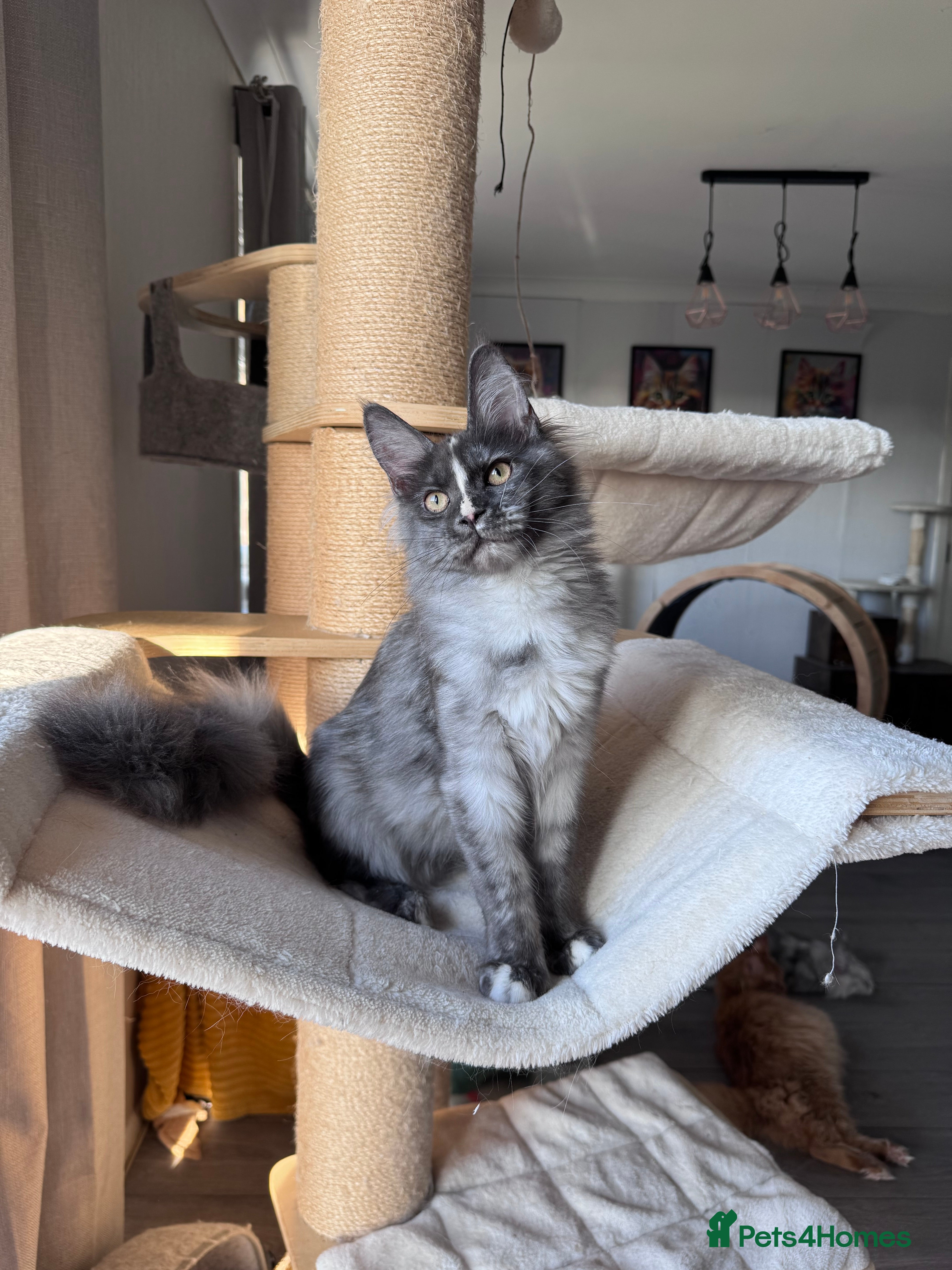 Maine Coon cats 🌟🌟 The last unique girl🩷 Maine Coon  🌟🌟 - Advert 9