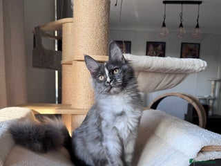 Maine Coon cats 🌟🌟 The last unique girl🩷 Maine Coon 🌟🌟 - Advert 10