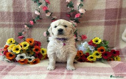 Golden Retriever dogs for sale: Fully health tested clear golden retriever puppies - Image 11