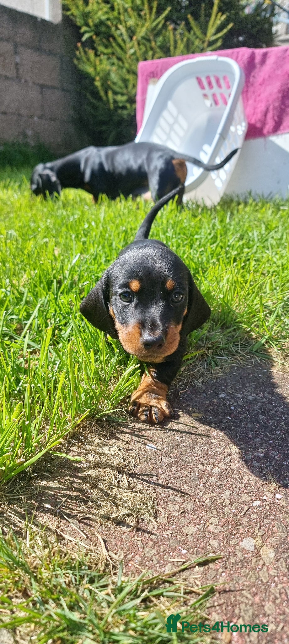 Dachshund dogs Standard dachshund  - Advert 10