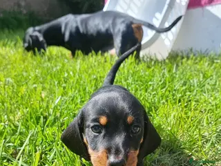 Dachshund dogs Standard dachshund - Advert 10