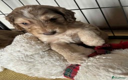 Cockapoo dogs for sale: Cockerpoo puppies F1 stunning colours - Image 36