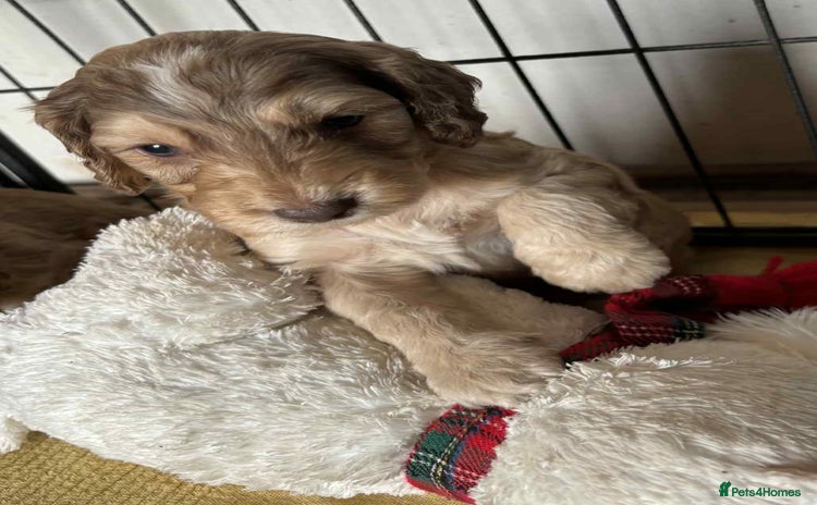Cockapoo dogs - Advert 3