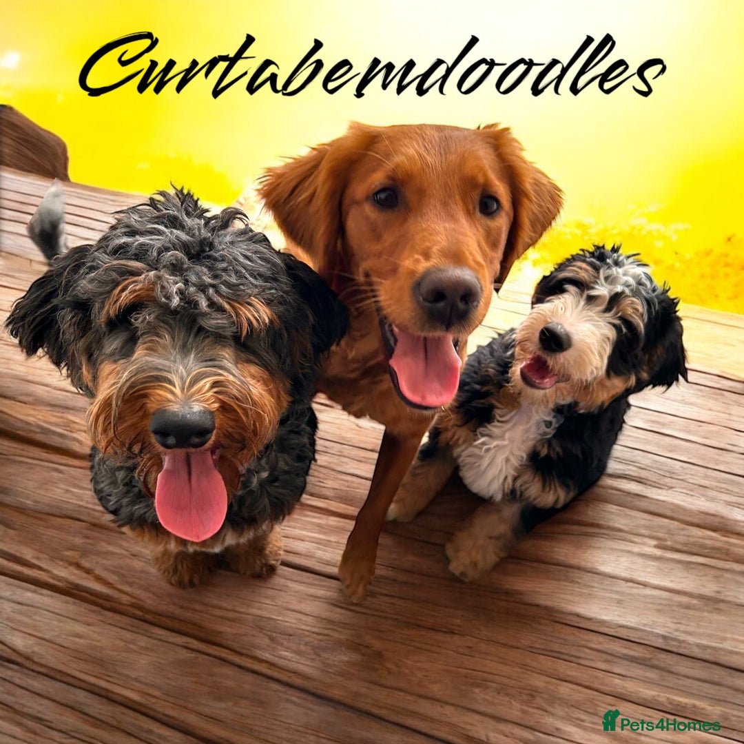 Bernedoodle dogs for sale: Curtabemdoodles Bernedoodles  - Image 30
