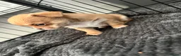 Chihuahua dogs for sale: Chihuahua puppies 2 boys kc registered  - Advert 21