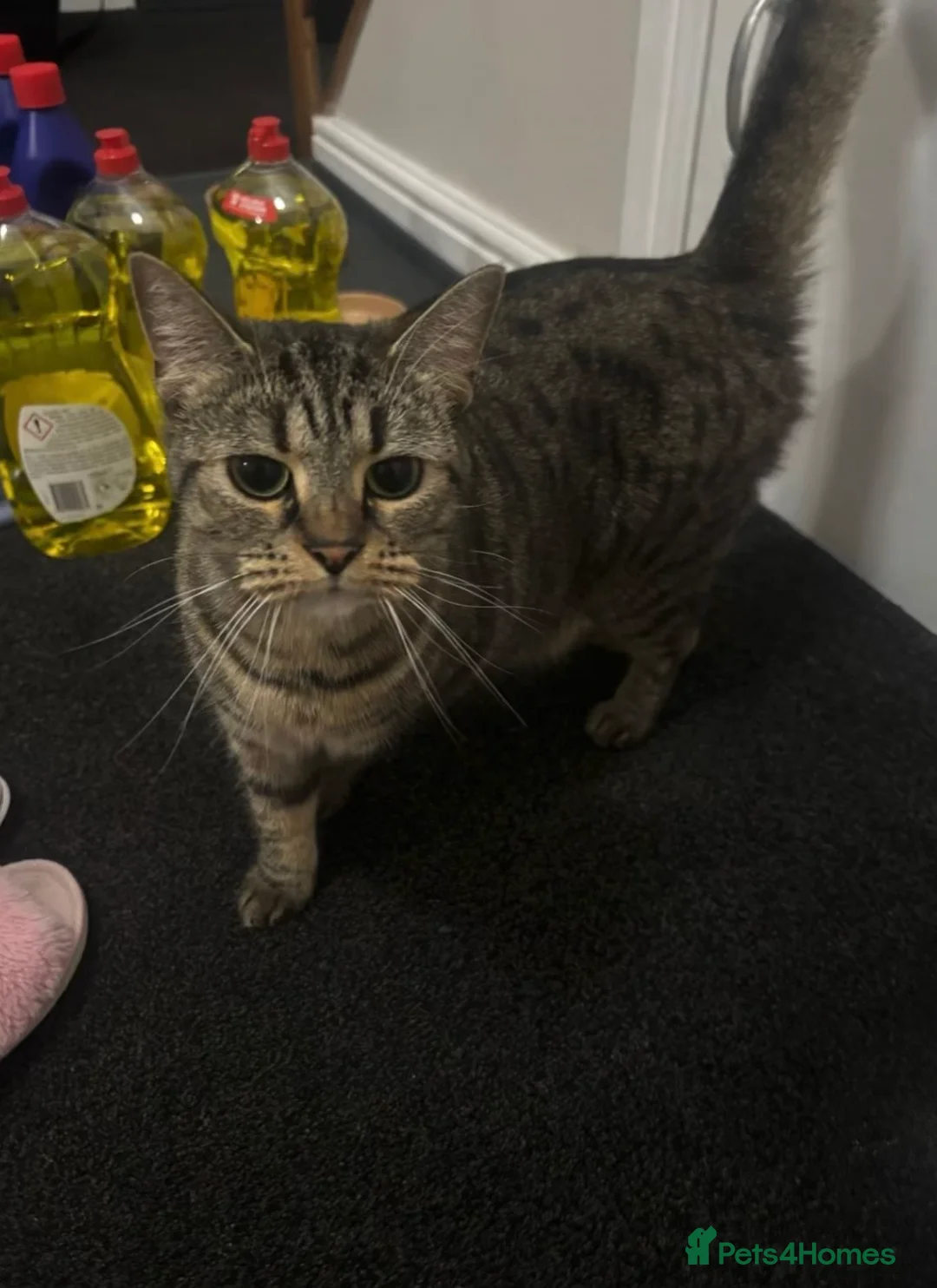 Scottish Fold cats for sale: Snowy & Honey in Middlesbrough - Advert 1