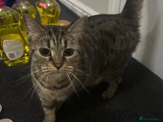 Scottish Fold cats Snowy & Honey - Advert 6