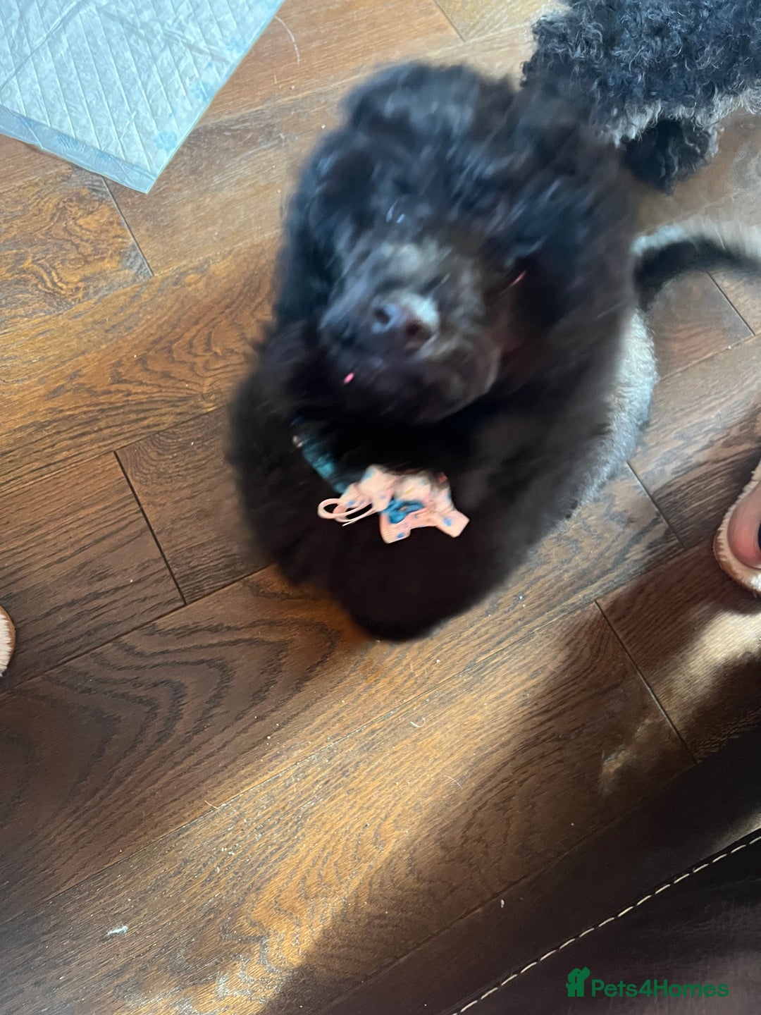 Mixed Breed dogs for sale: Shih poo  - Image 5