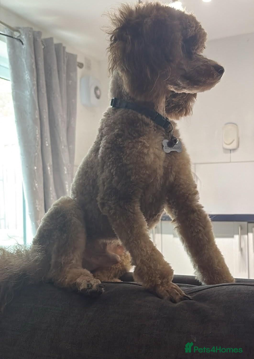 Toy Poodle dogs Toy poodle for Stud  - Advert 3