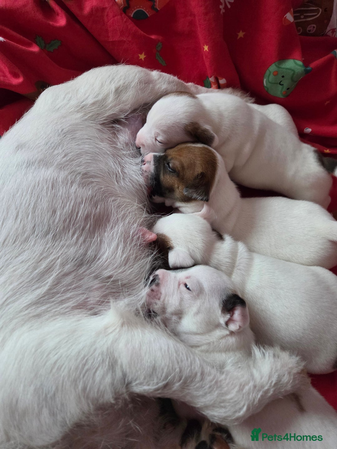 Jack Russell dogs for sale: Jack russell puppy  - Advert 1