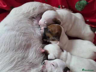 Jack Russell dogs Jack russell puppy - Advert 1