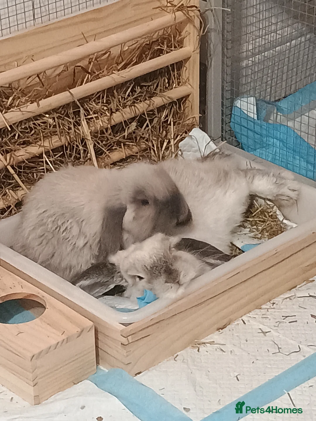 Mini Lop rabbits for sale: Mini lops in Newport - Advert 1