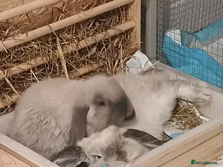 Mini Lop rabbits Mini lops - Advert 1