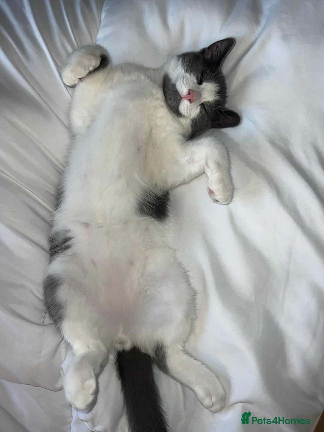 Mixed Breed cats for sale: Archie - Neutered Male House Cat  - Advert 11