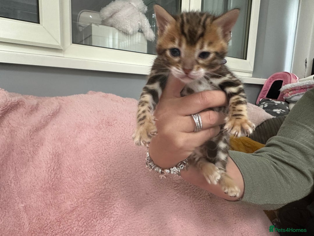 Bengal cats for sale: Beautiful Bengal babies  - Image 7
