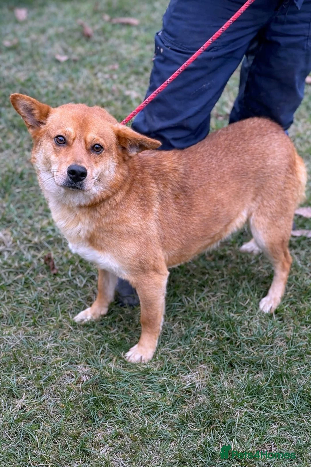 Mixed Breed dogs for adoption: 🌸 Yumi: soft eyes, gentle heart, pure joy 🐾 - Advert 3