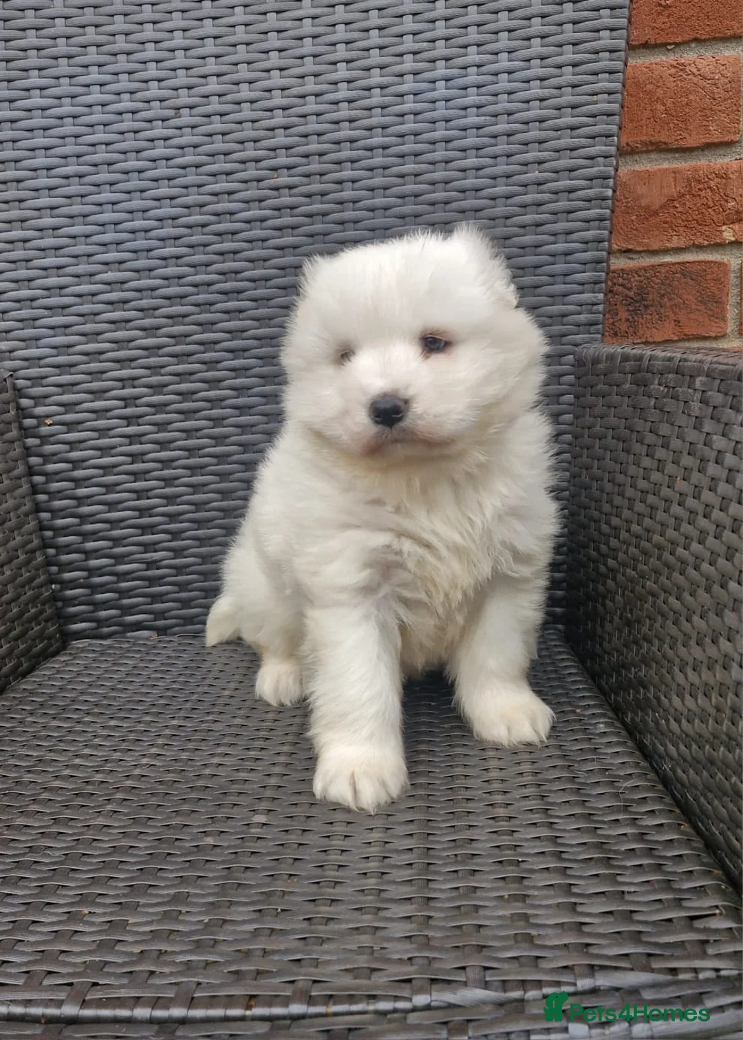 Samoyed dogs for sale: A beautiful little Samoyed girl for sale in Ashbourne - Advert 1