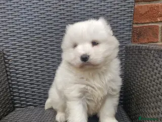 Samoyed dogs A beautiful little Samoyed girl for sale in Ashbourne - Advert 2