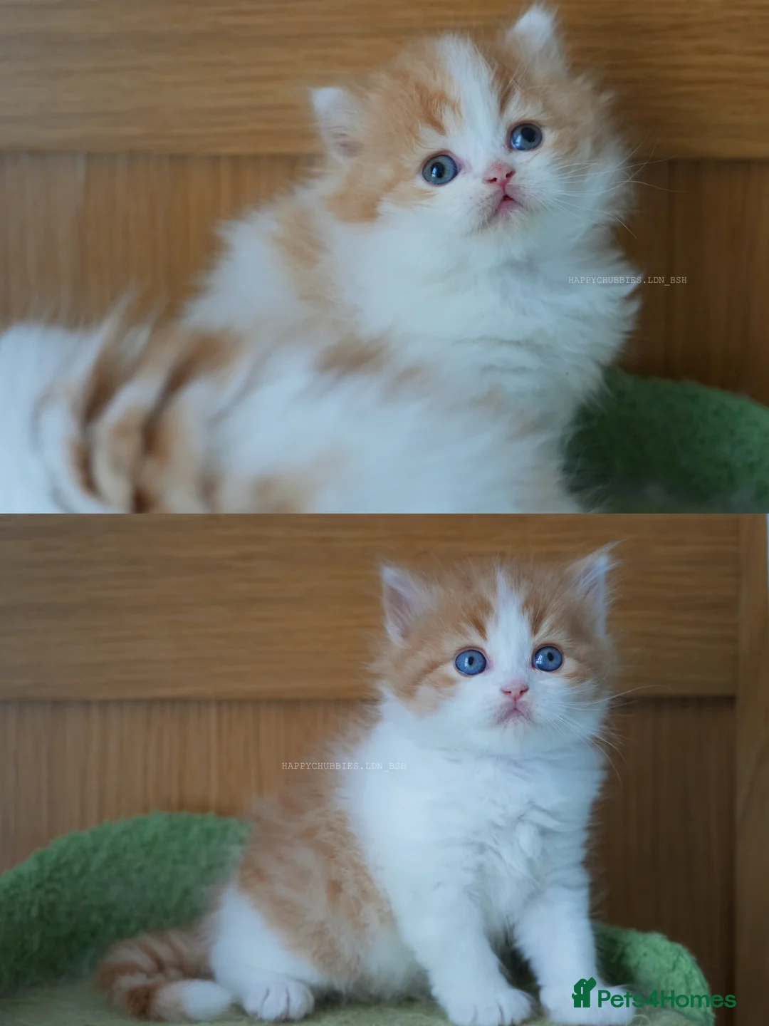 British Longhair cats for sale: Health tested ginger and white bicolour BLH - Advert 1