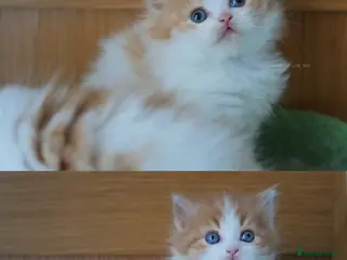 British Longhair cats Health tested ginger and white bicolour BLH - Advert 6