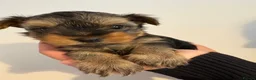 Yorkshire Terrier dogs for sale: Three stunning Yorkshire terrier puppies  - Advert 15