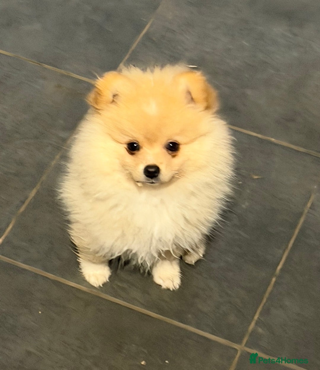Pomeranian dogs for sale: Hugo Boss Pomeranian boy  - Advert 2