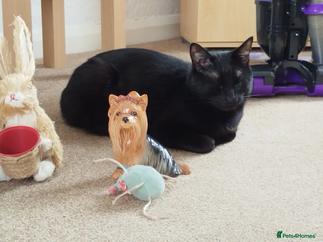 Bombay cats for sale: Black male cat loki - Advert 5