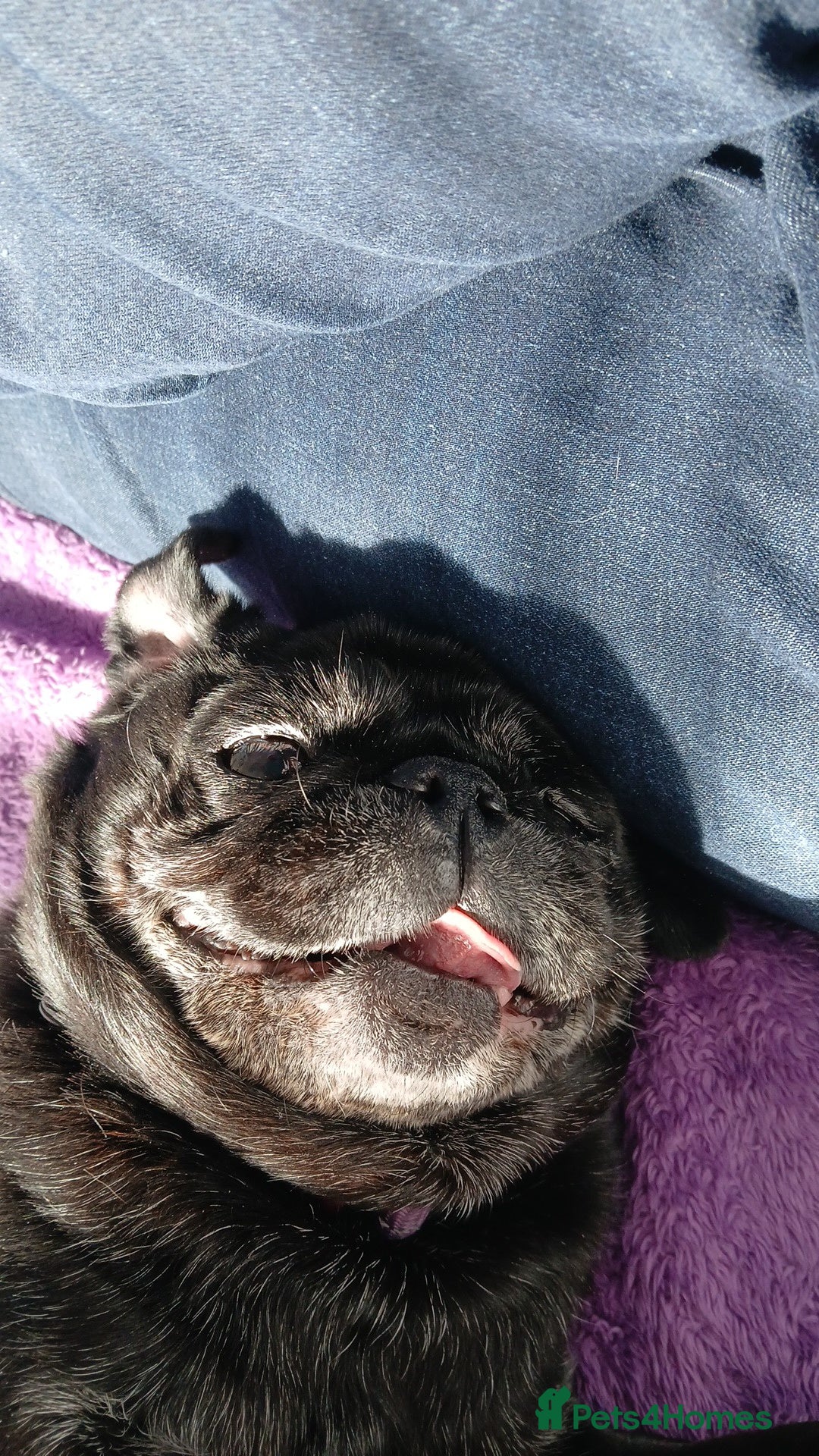 Pug dogs for sale: Lassie 9 year old pug - Image 6