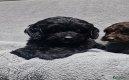 Cockapoo dogs for sale: Gorgeous Cockapoo puppies - Image 2