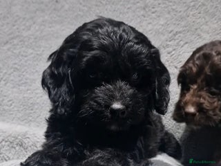 Cockapoo dogs - Advert 13
