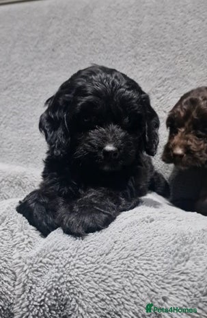 Cockapoo dogs - Advert 9