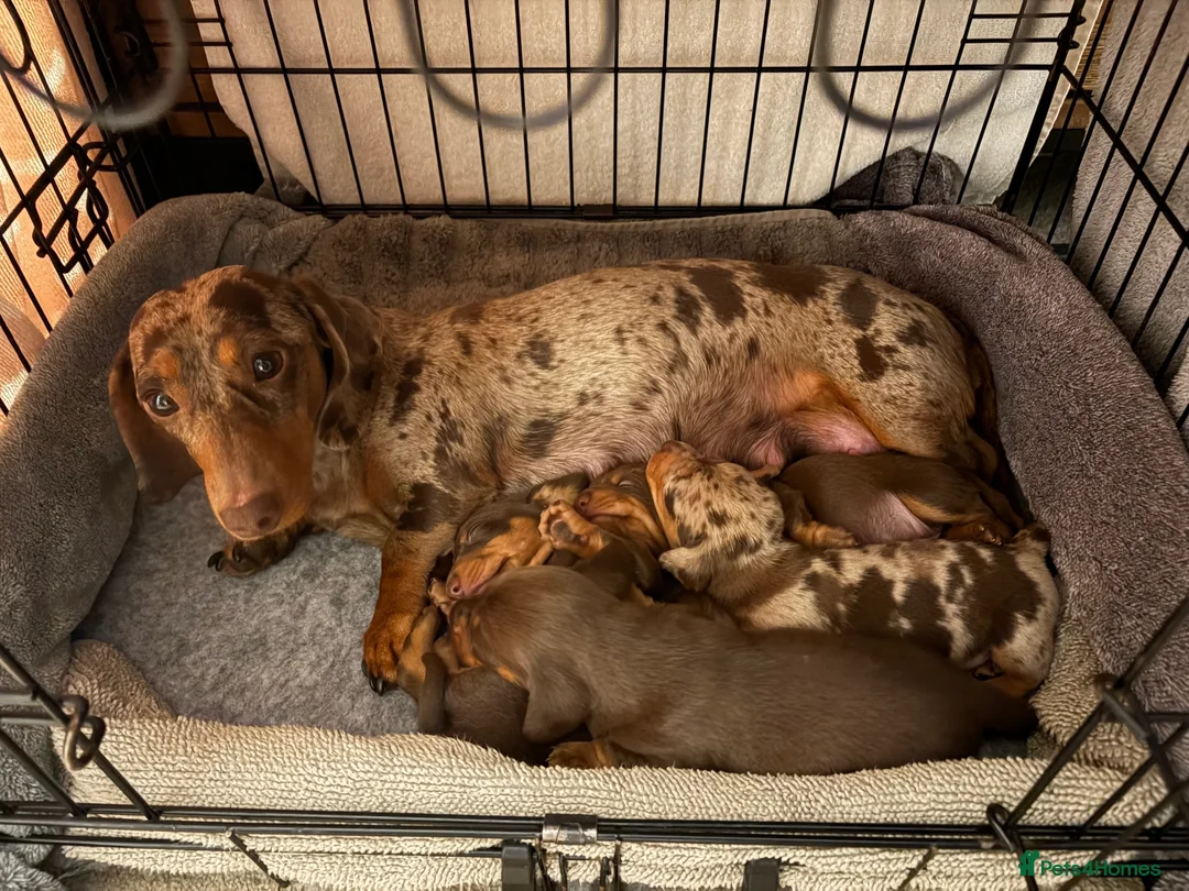 Miniature Dachshund dogs for sale: KC Registered Miniature Dachshund Puppies - Advert 1